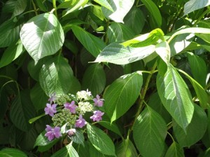 こちらの紫陽花も咲き出しました。