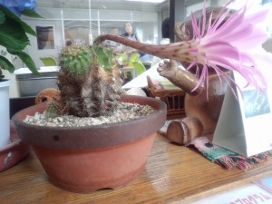 IMG_20150611_133443282