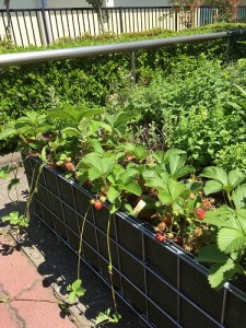 昨年植えたイチゴが増えました！ちょっと自慢（笑）