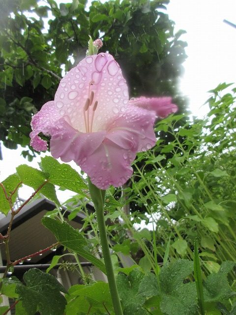 ピンク色の綺麗な花 社会福祉法人 訪問の家ブログ